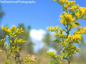 Nature Photography